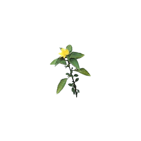 Damiana feuille en gélules (Turnera aphrodisiaca)