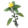 Damiana feuille en gélules (Turnera aphrodisiaca)