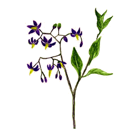 Douce Amère en gélules Pullulan (Solanum dulcamara)