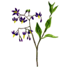 Douce Amère en gélules Pullulan (Solanum dulcamara)