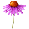 Echinacea purpurea racine BIO en gélules (Immunité)