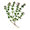 Euphraise en gélules (Euphrasia officinalis)