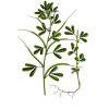 Fenugrec Bio en gélules (Trigonella foenum-graecum)