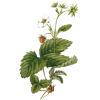 Fraisier racine en gélules Pullulan (Fragaria vesca)
