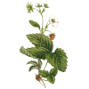 Fraisier feuille en gélules (Fragaria vesca)