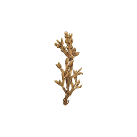 Fucus algue en gélules (Varech vésiculeux)