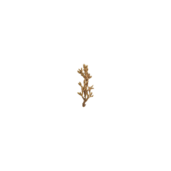 Fucus algue en gélules (Varech vésiculeux)