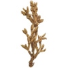 Fucus algue en gélules (Varech vésiculeux)