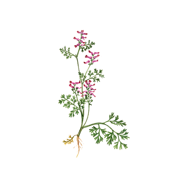 Fumeterre en gélules Pullulan (Fumaria officinalis)