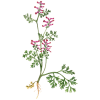 Fumeterre en gélules Pullulan (Fumaria officinalis)
