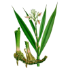 Galanga racine en gélules (Alpinia officinarum)