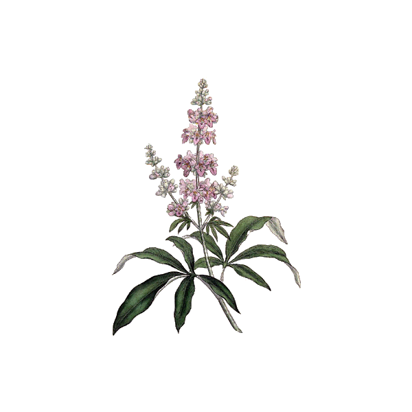 Gattilier Bio en gélules (Vitex agnus-castus)