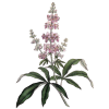 Gattilier Bio en gélules (Vitex agnus-castus)