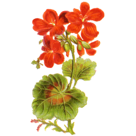 Géranium Robert en gélules (Geranium robertianum)