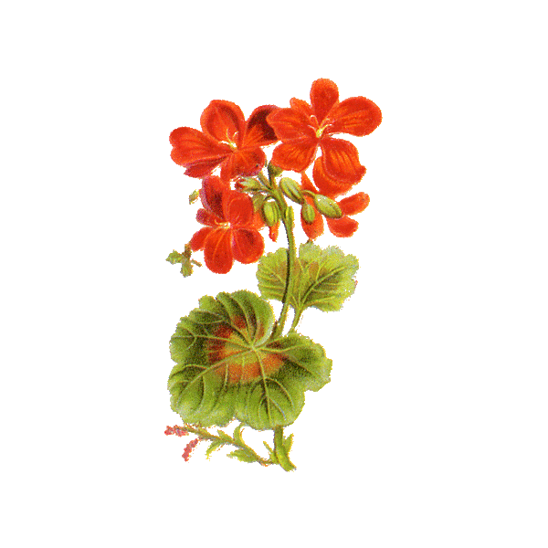 Géranium Robert en gélules (Geranium robertianum)