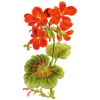 Géranium Robert en gélules (Geranium robertianum)