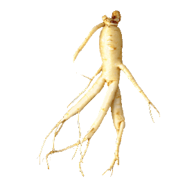 Ginseng Rouge bio en gélules Panax ginseng Meyer (Tonus et Forme)