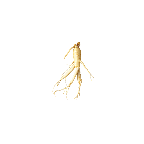 Ginseng Rouge bio en gélules Panax ginseng Meyer (Tonus et Forme)