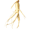 Ginseng Rouge bio en gélules Panax ginseng Meyer (Tonus et Forme)