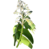 Griffonia L5-HTP en gélules, antidépresseur naturel