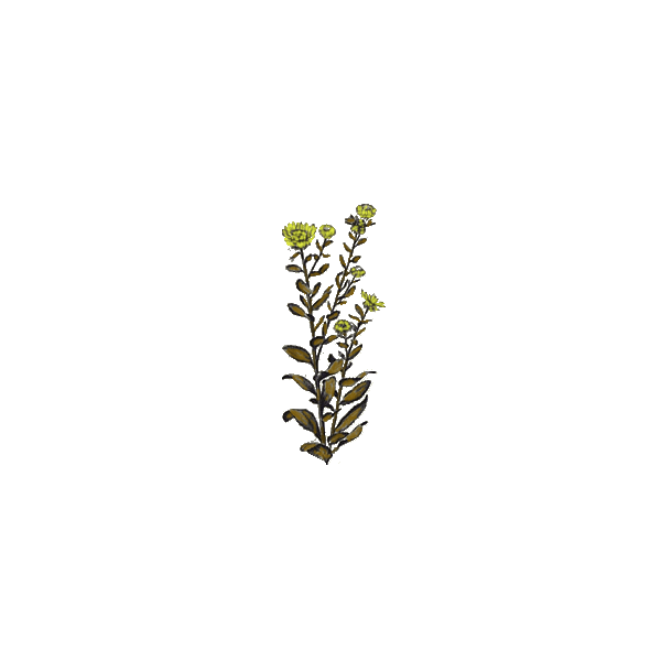 Grindelia robusta en gélules (Voies respiratoires)