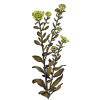 Grindelia robusta en gélules (Voies respiratoires)