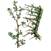 Gugulon en gélules (Commiphora mukul) - Cholestérol