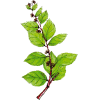 Gymnema Sylvestris en gélules - Cure minceur et glycémie