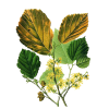 Hamamélis virginiana Bio en gélules - Circulation veineuse