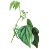 Haricot cosse en gélules (Phaseolus vulgaris)
