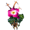 Harpagophytum Bio en gélules - Anti-inflammatoire naturel