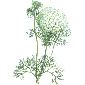 Khella Amni visnaga en gélules pour le coeur
