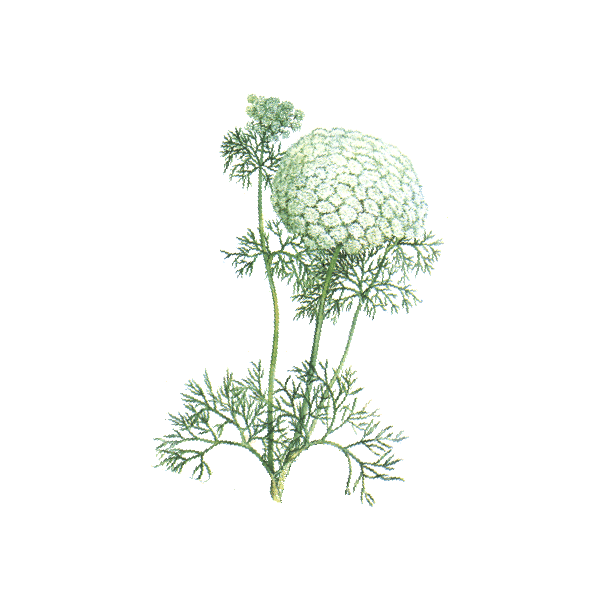 Khella Amni visnaga en gélules pour le coeur