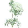 Khella Amni visnaga en gélules pour le coeur
