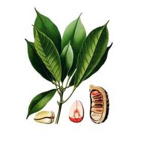 Noix de Kola en gélules (Cola acuminata)