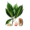 Noix de Kola en gélules (Cola acuminata)