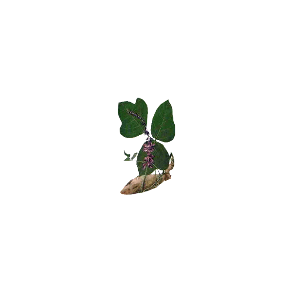 Kudzu racine en gélules Pullulan (Pueraria lobata)
