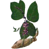 Kudzu racine en gélules Pullulan (Pueraria lobata)