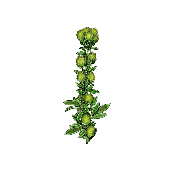 Lespedeza capitata en gélules herboristerie