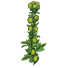 Lespedeza capitata en gélules herboristerie