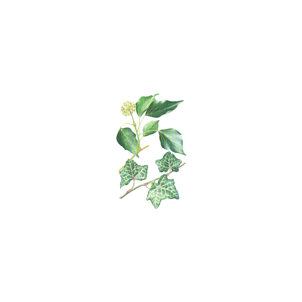 Lierre Grimpant en gélules (Hedera helix)