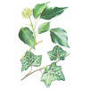 Lierre Grimpant en gélules (Hedera helix)