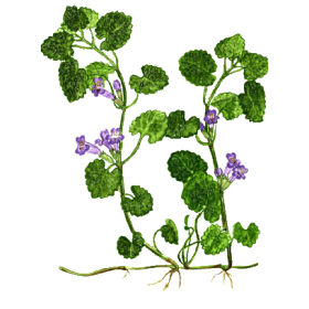 Lierre Terrestre en gélules pour les voies respiratoires (Glechoma hederacea)