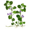 Lierre Terrestre en gélules pour les voies respiratoires (Glechoma hederacea)