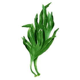 Lithotamne algue en gélules (Lithothamnium calcareum)