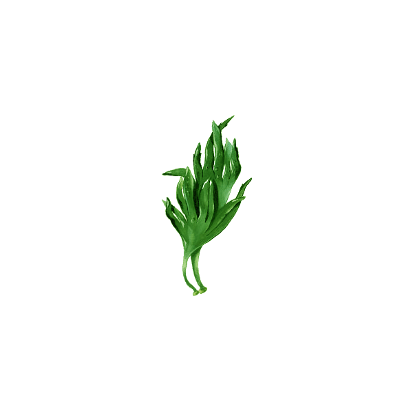 Lithotamne algue en gélules (Lithothamnium calcareum)