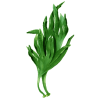 Lithotamne algue en gélules (Lithothamnium calcareum)