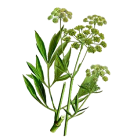 Livèche racine en gélules Pullulan (Levisticum officinale)