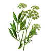 Livèche racine en gélules Pullulan (Levisticum officinale)