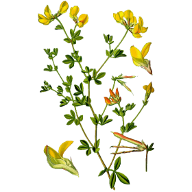 Lotier en gélules (Lotus corniculatus)